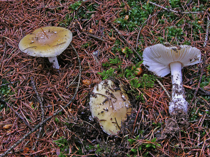 Amanita junquillea.